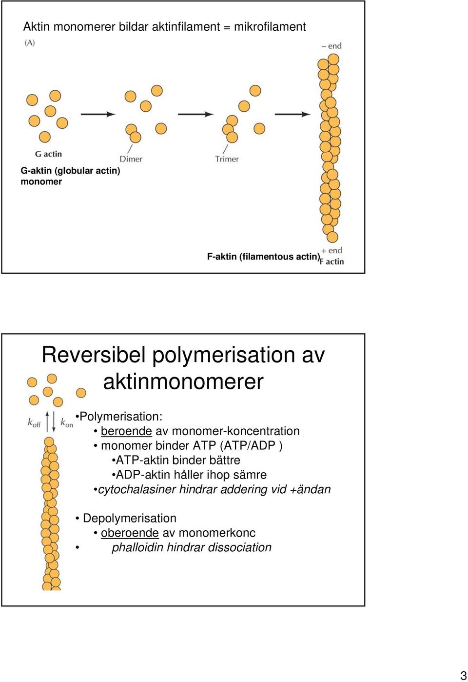 monomer-koncentration monomer binder ATP (ATP/ADP ) ATP-aktin binder bättre ADP-aktin håller ihop