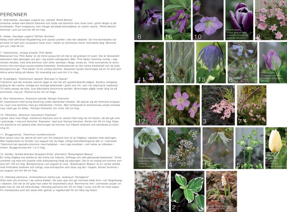 Akleja, Aquilegia vulgaris William Guiness Akleja med raffinerad färgställning som passar perfekt i den här rabatten.