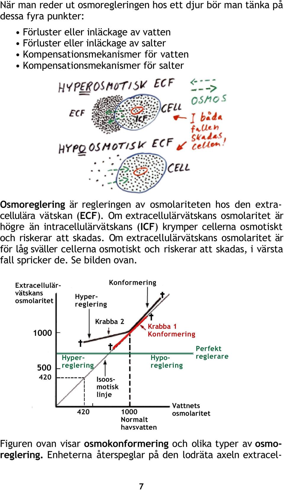Om extracellulärvätskans osmolaritet är högre än intracellulärvätskans (ICF) krymper cellerna osmotiskt och riskerar att skadas.