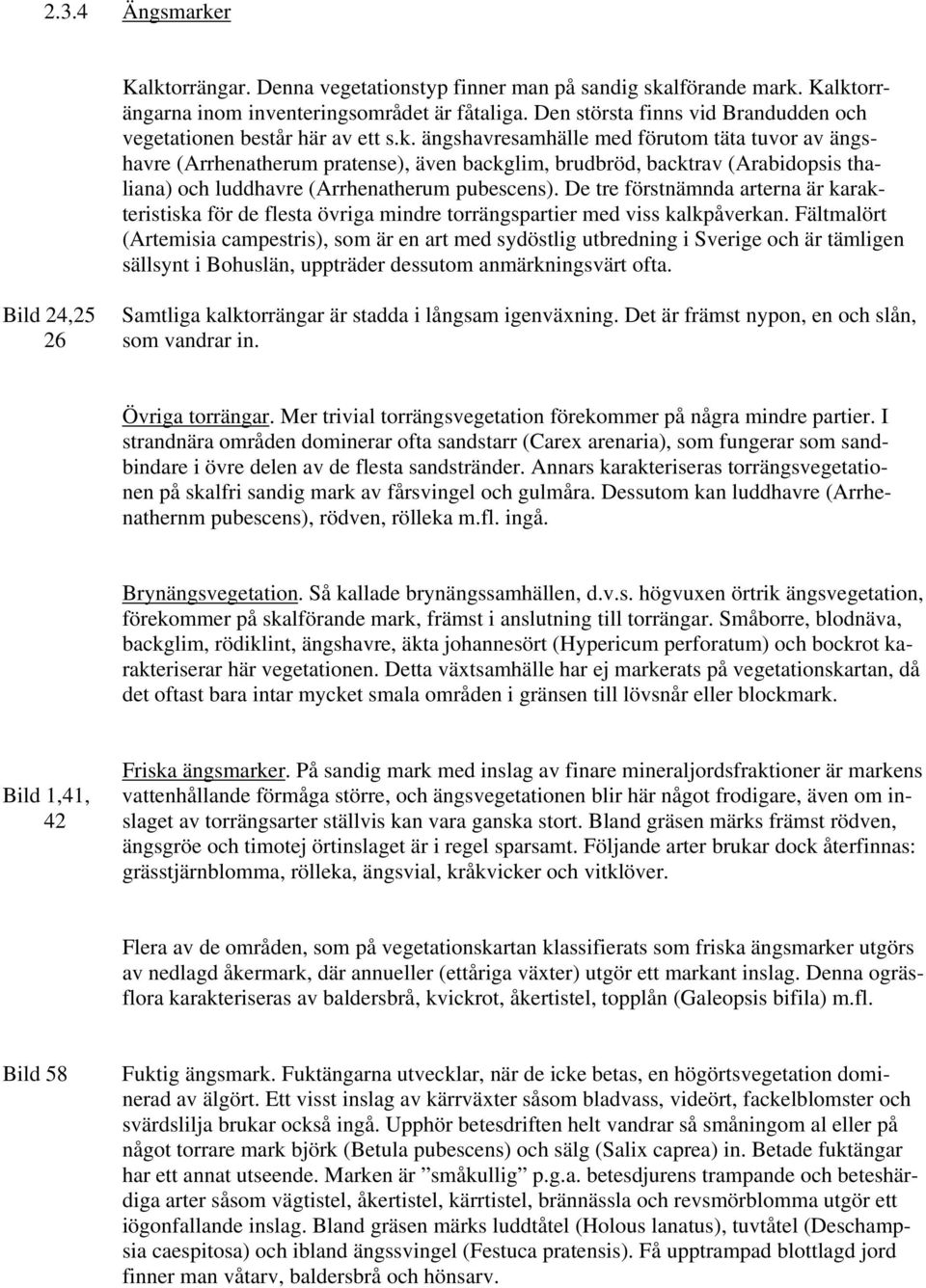 ängshavresamhälle med förutom täta tuvor av ängshavre (Arrhenatherum pratense), även backglim, brudbröd, backtrav (Arabidopsis thaliana) och luddhavre (Arrhenatherum pubescens).