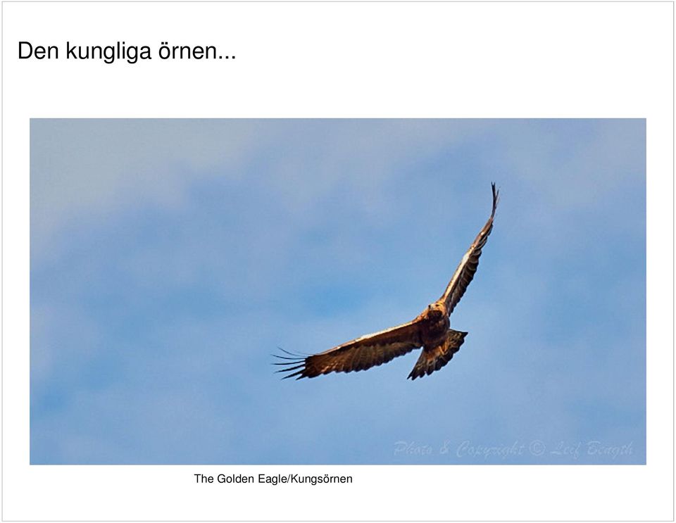 1 av 1 Den kungliga örnen.