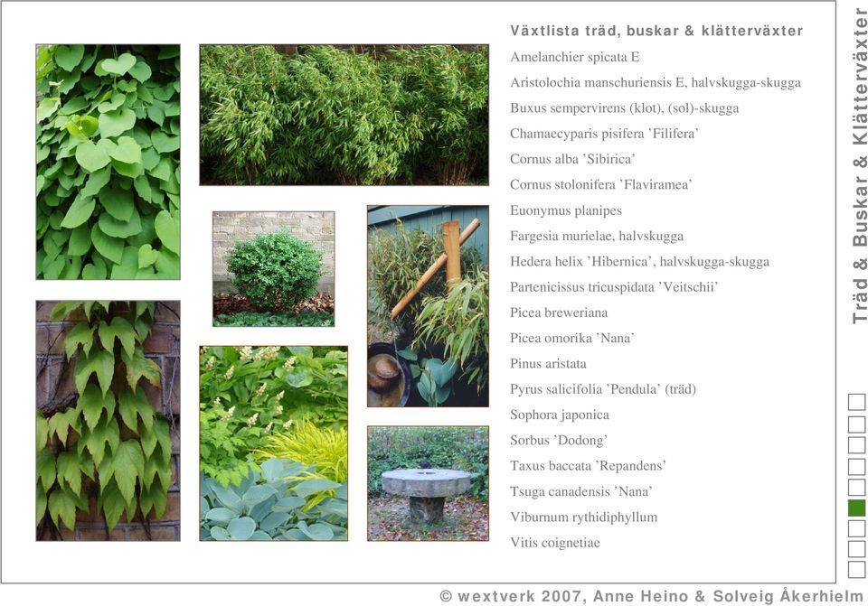 Hedera helix Hibernica, halvskugga-skugga Partenicissus tricuspidata Veitschii Picea breweriana Picea omorika Nana Pinus aristata Pyrus salicifolia