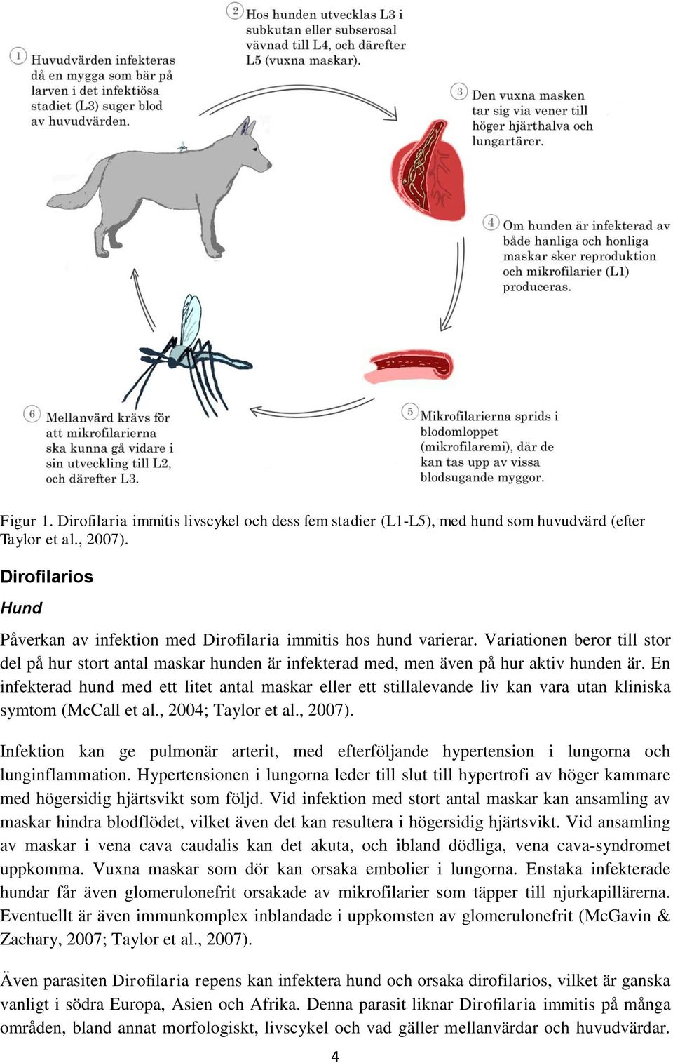 En infekterad hund med ett litet antal maskar eller ett stillalevande liv kan vara utan kliniska symtom (McCall et al., 2004; Taylor et al., 2007).