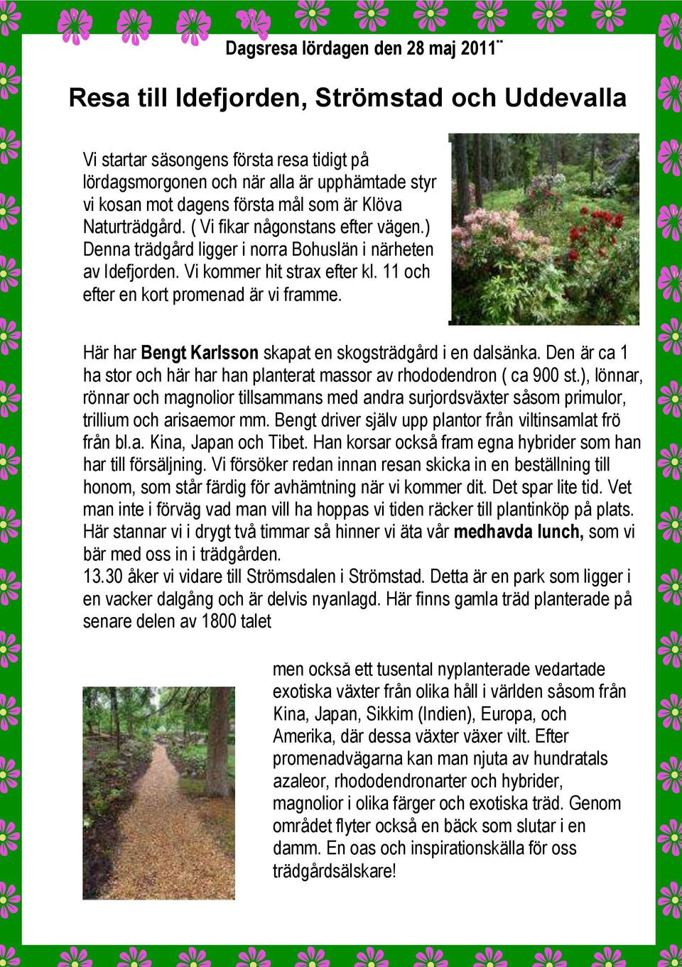11 och efter en kort promenad är vi framme. Här har Bengt Karlsson skapat en skogsträdgård i en dalsänka. Den är ca 1 ha stor och här har han planterat massor av rhododendron ( ca 900 st.