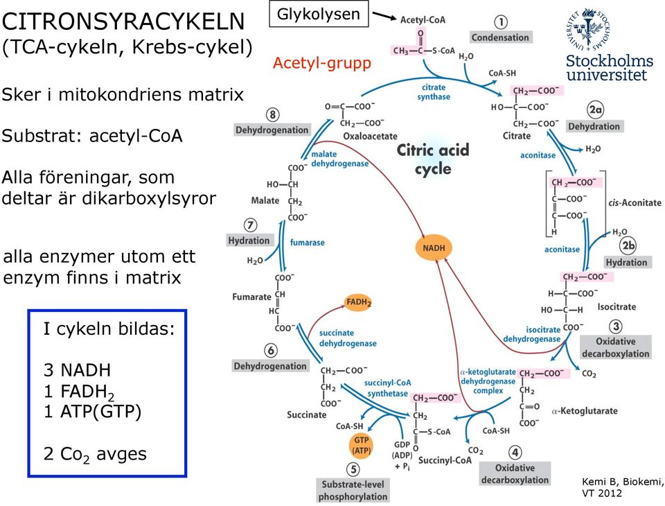 Alla föreningar, som deltar är dikarboxylsyror alla enzymer utom