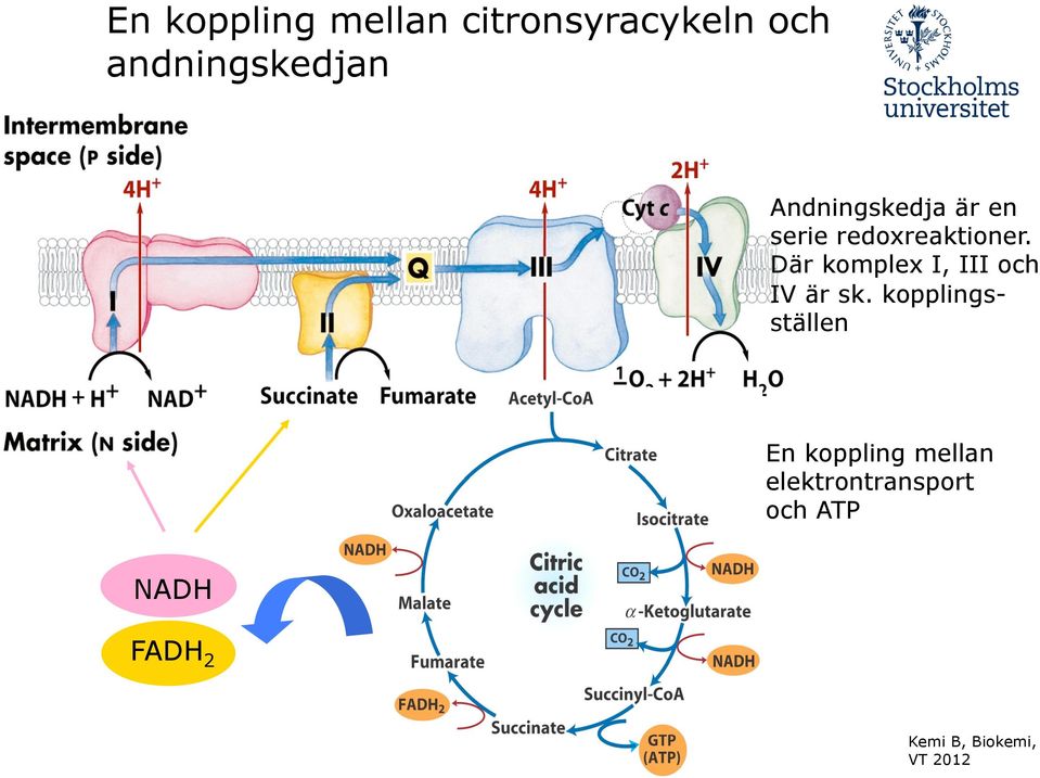 redoxreaktioner. Där komplex I, III och IV är sk.