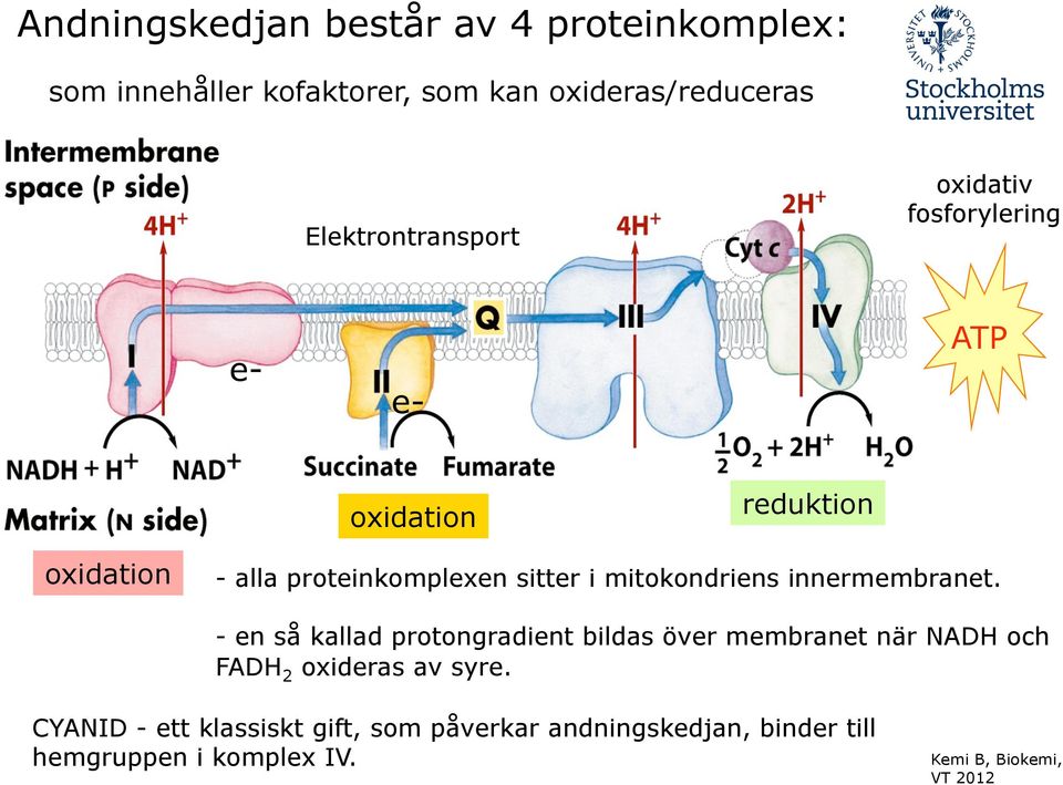 sitter i mitokondriens innermembranet.