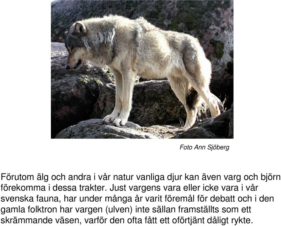 Just vargens vara eller icke vara i vår svenska fauna, har under många år varit föremål