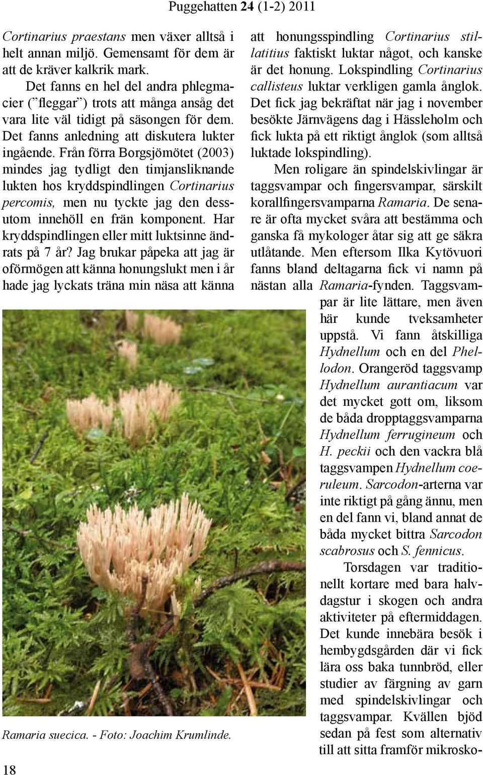 Från förra Borgsjömötet (2003) mindes jag tydligt den timjansliknande lukten hos kryddspindlingen Cortinarius percomis, men nu tyckte jag den dessutom innehöll en frän komponent.