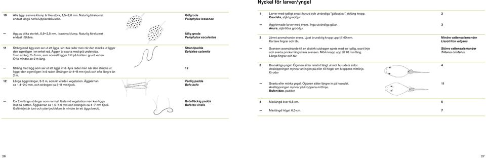 Anura, stjärtlösa groddjur 3 Ägg av olika storlek, 0,9 2,5 mm, i samma klump. Naturlig förekomst endast i Skåne. Ätlig groda Pelophylax esculentus 2 Jämnt avsmalnande svans.