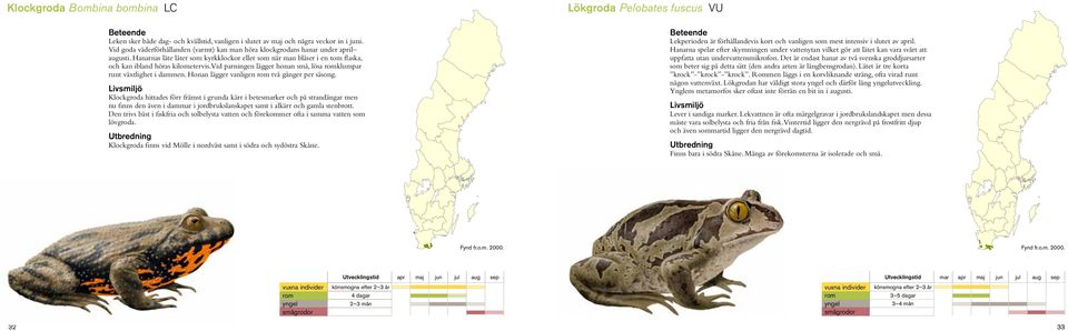 Vid parningen lägger honan små, lösa romklumpar runt växtlighet i dammen. Honan lägger vanligen rom två gånger per säsong.