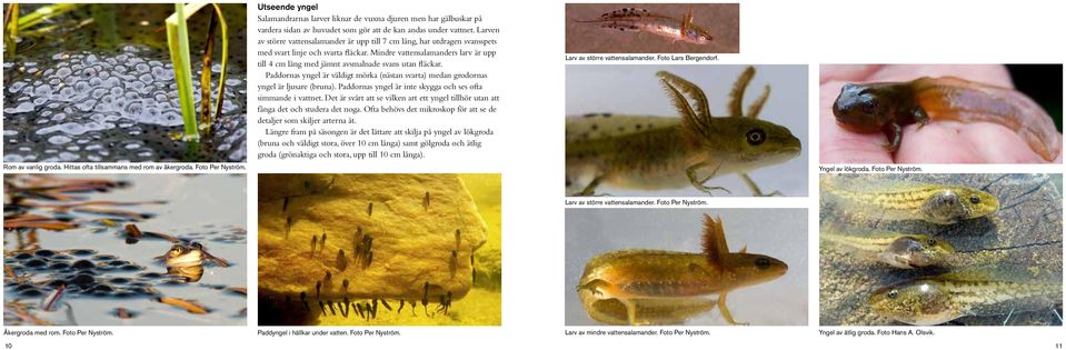 Mindre vattensalamanders larv är upp till 4 cm lång med jämnt avsmalnade svans utan fläckar. Paddornas yngel är väldigt mörka (nästan svarta) medan grodornas yngel är ljusare (bruna).