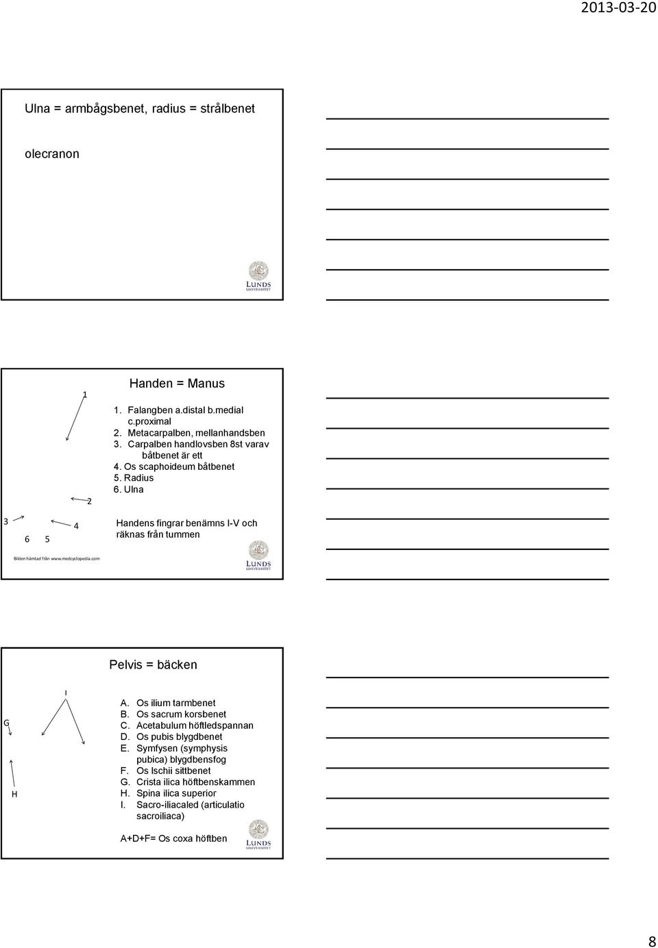Ulna 3 6 5 4 Handens fingrar benämns I-V och räknas från tummen Bilden hämtad från www.medcyclopedia.com Pelvis = bäcken G H I A. Os ilium tarmbenet B.