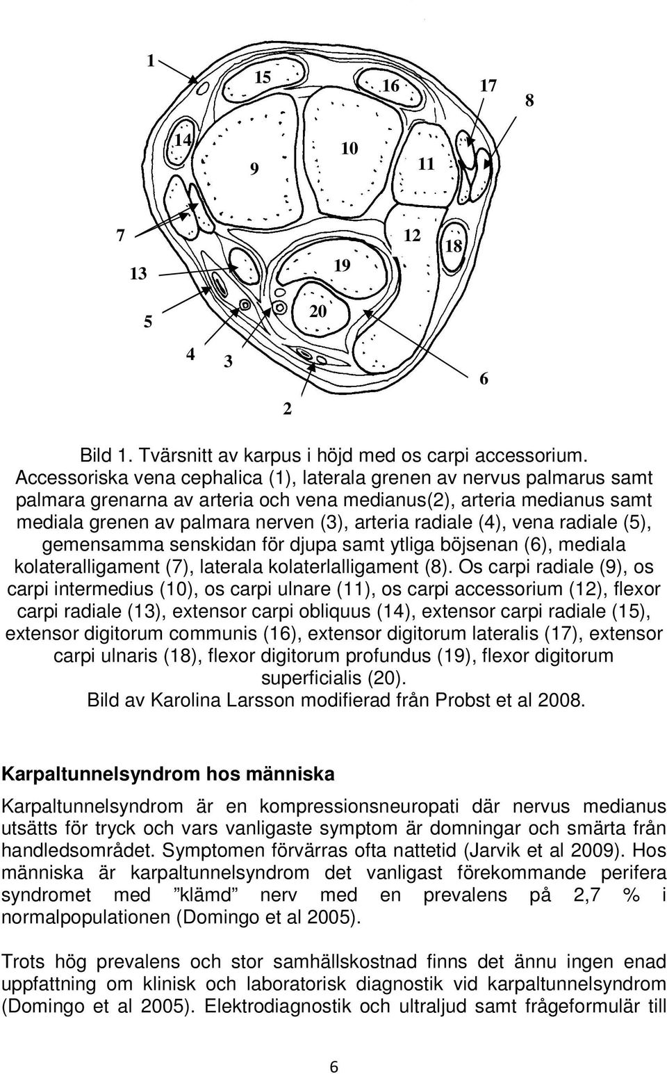 (4), vena radiale (5), gemensamma senskidan för djupa samt ytliga böjsenan (6), mediala kolateralligament (7), laterala kolaterlalligament (8).