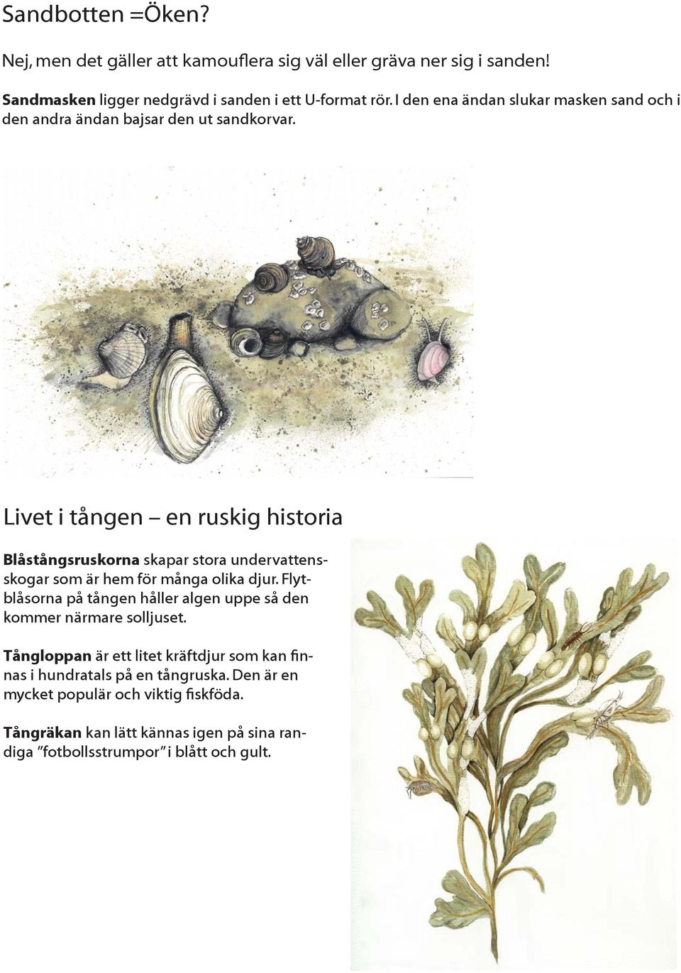 Livet i tången en ruskig historia Blåstångsruskorna skapar stora undervattensskogar som är hem för många olika djur.