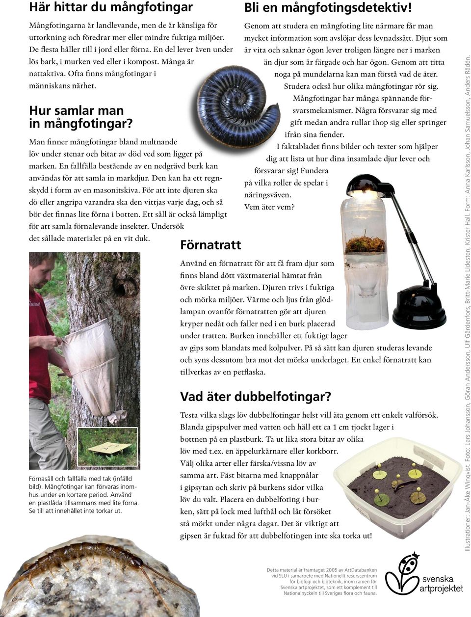Hur samlar man in mångfotingar? Man finner mångfotingar bland multnande löv under stenar och bitar av död ved som ligger på marken.