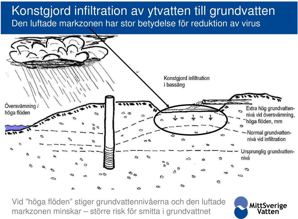 virus Vid höga flöden stiger grundvattennivåerna och den