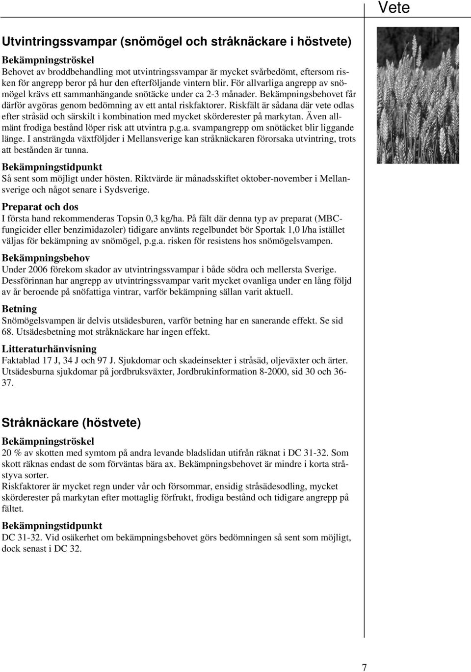 Riskfält är sådana där vete odlas efter stråsäd och särskilt i kombination med mycket skörderester på markytan. Även allmänt frodiga bestånd löper risk att utvintra p.g.a. svampangrepp om snötäcket blir liggande länge.