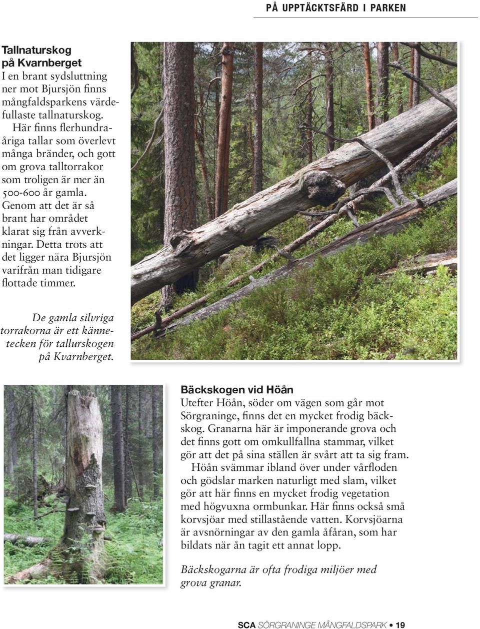 Detta trots att det ligger nära Bjursjön varifrån man tidigare flottade timmer. De gamla silvriga torrakorna är ett kännetecken för tallurskogen på Kvarnberget.