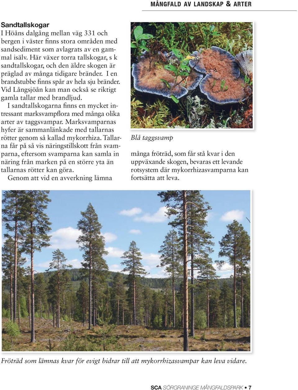 Vid Långsjöån kan man också se riktigt gamla tallar med brandljud. I sandtallskogarna finns en mycket intressant marksvampflora med många olika arter av taggsvampar.