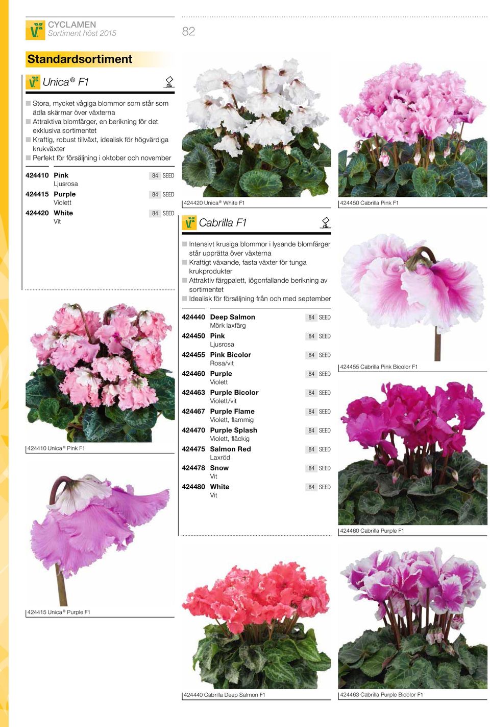 krusiga blommor i lysande blomfärger står upprätta över växterna Kraftigt växande, fasta växter för tunga krukprodukter Attraktiv färgpalett, iögonfallande berikning av sortimentet Idealisk för