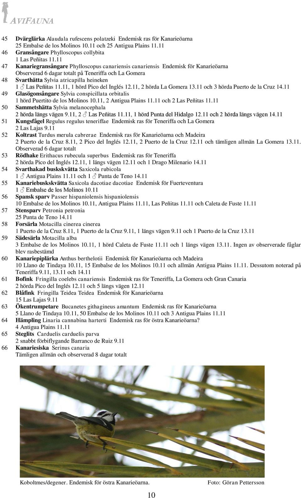 11, 1 hörd Pico del Inglés 12.11, 2 hörda La Gomera 13.11 och 3 hörda Puerto de la Cruz 14.11 49 Glasögonsångare Sylvia conspicillata orbitalis 1 hörd Puertito de los Molinos 10.