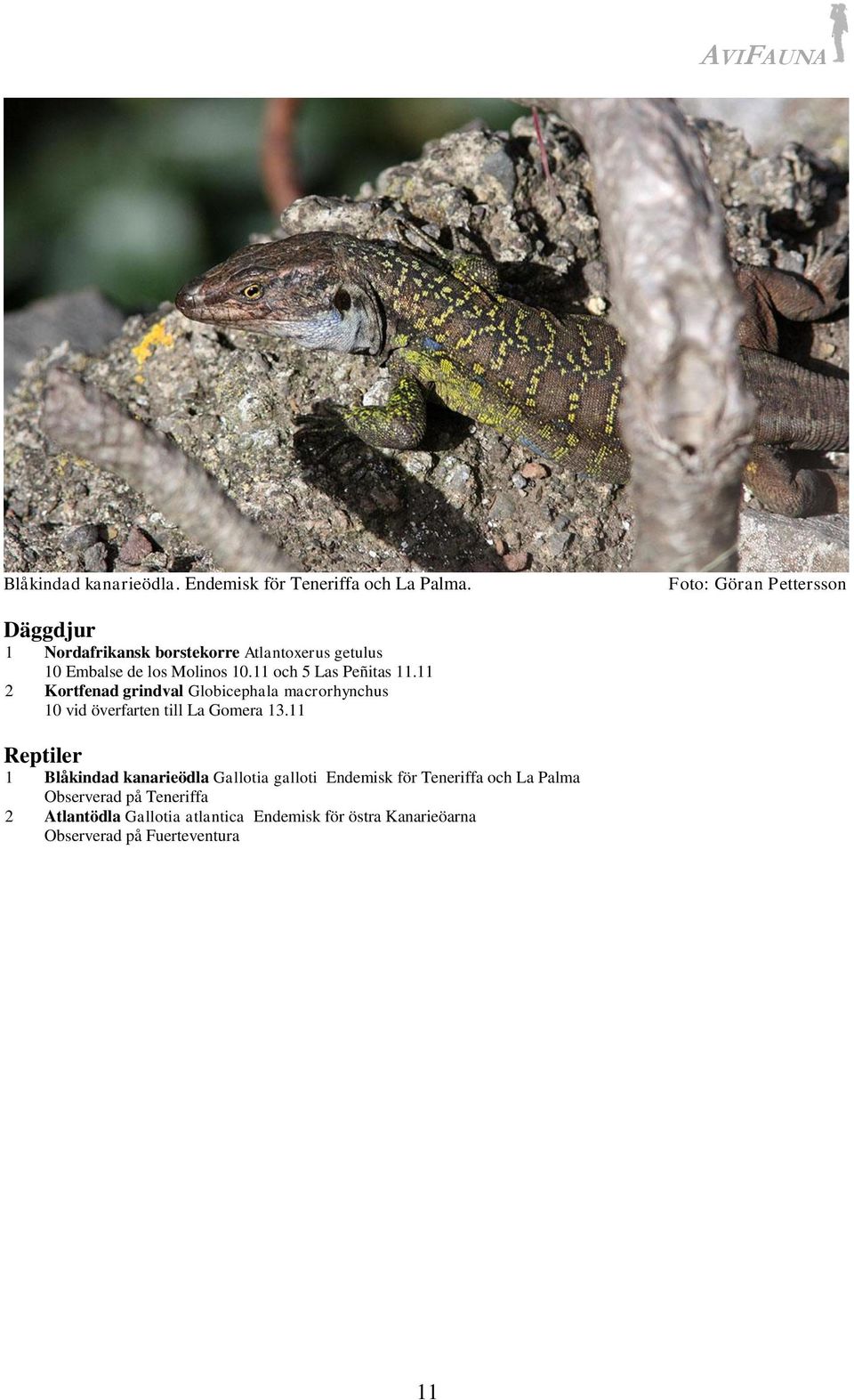 11 och 5 Las Peñitas 11.11 2 Kortfenad grindval Globicephala macrorhynchus 10 vid överfarten till La Gomera 13.