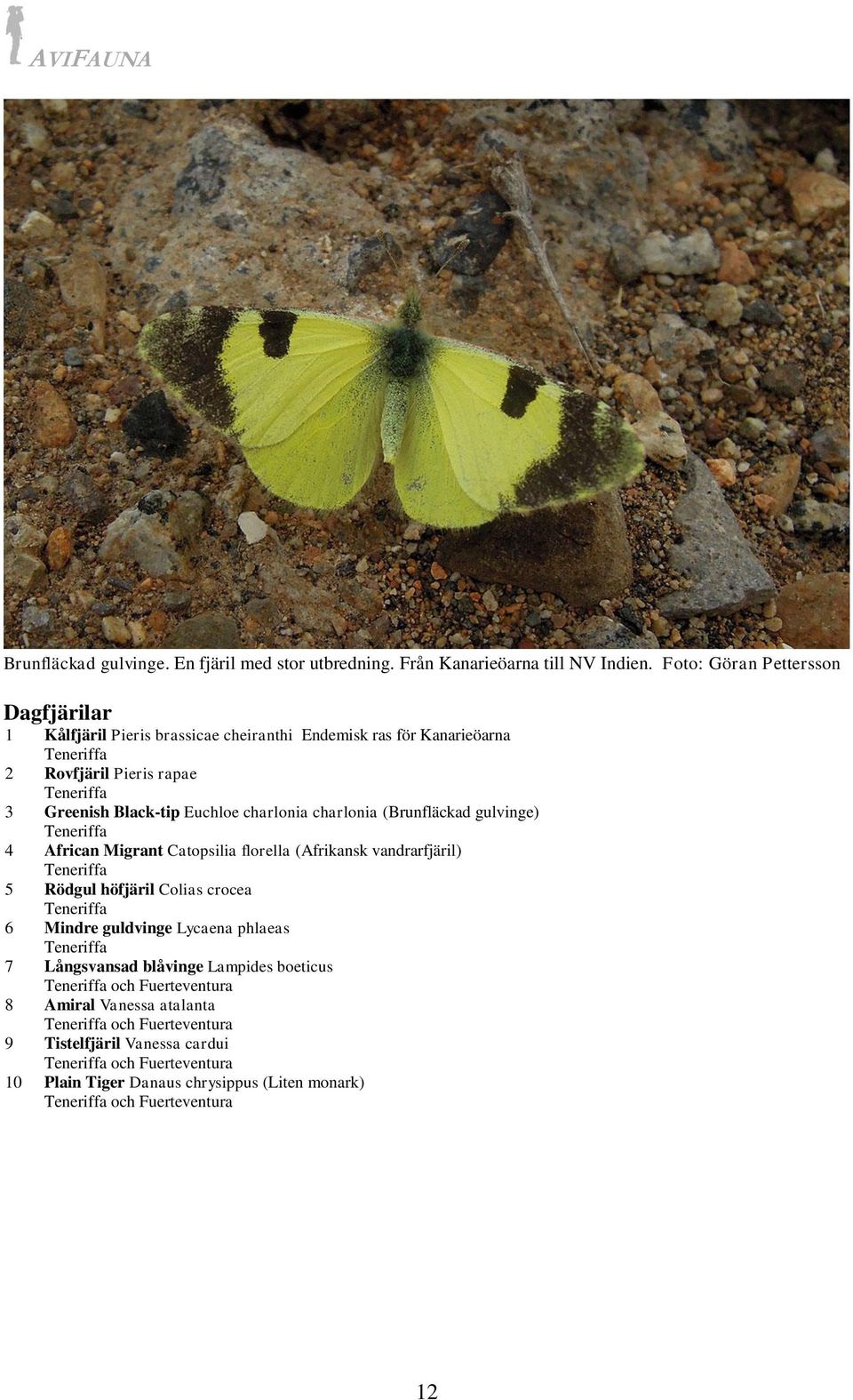 charlonia charlonia (Brunfläckad gulvinge) Teneriffa 4 African Migrant Catopsilia florella (Afrikansk vandrarfjäril) Teneriffa 5 Rödgul höfjäril Colias crocea Teneriffa 6 Mindre