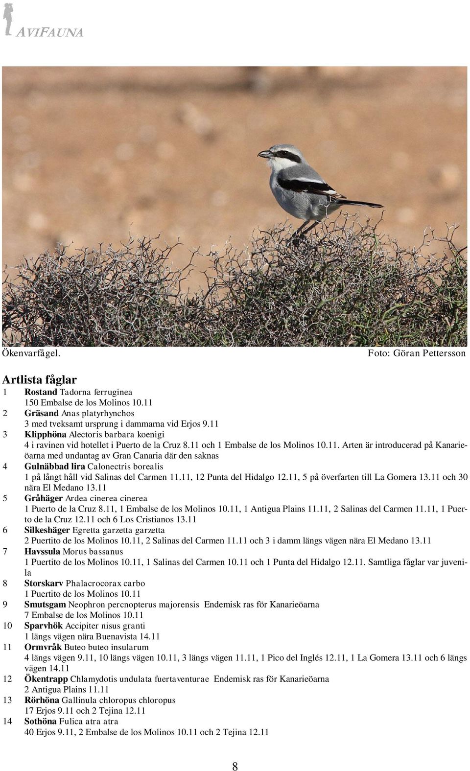 11, 12 Punta del Hidalgo 12.11, 5 på överfarten till La Gomera 13.11 och 30 nära El Medano 13.11 5 Gråhäger Ardea cinerea cinerea 1 Puerto de la Cruz 8.11, 1 Embalse de los Molinos 10.