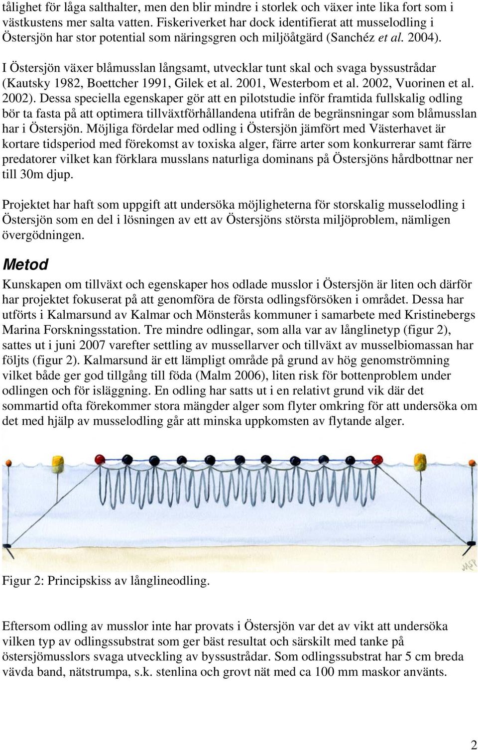 I Östersjön växer blåmusslan långsamt, utvecklar tunt skal och svaga byssustrådar (Kautsky 1982, Boettcher 1991, Gilek et al. 2001, Westerbom et al. 2002, Vuorinen et al. 2002).