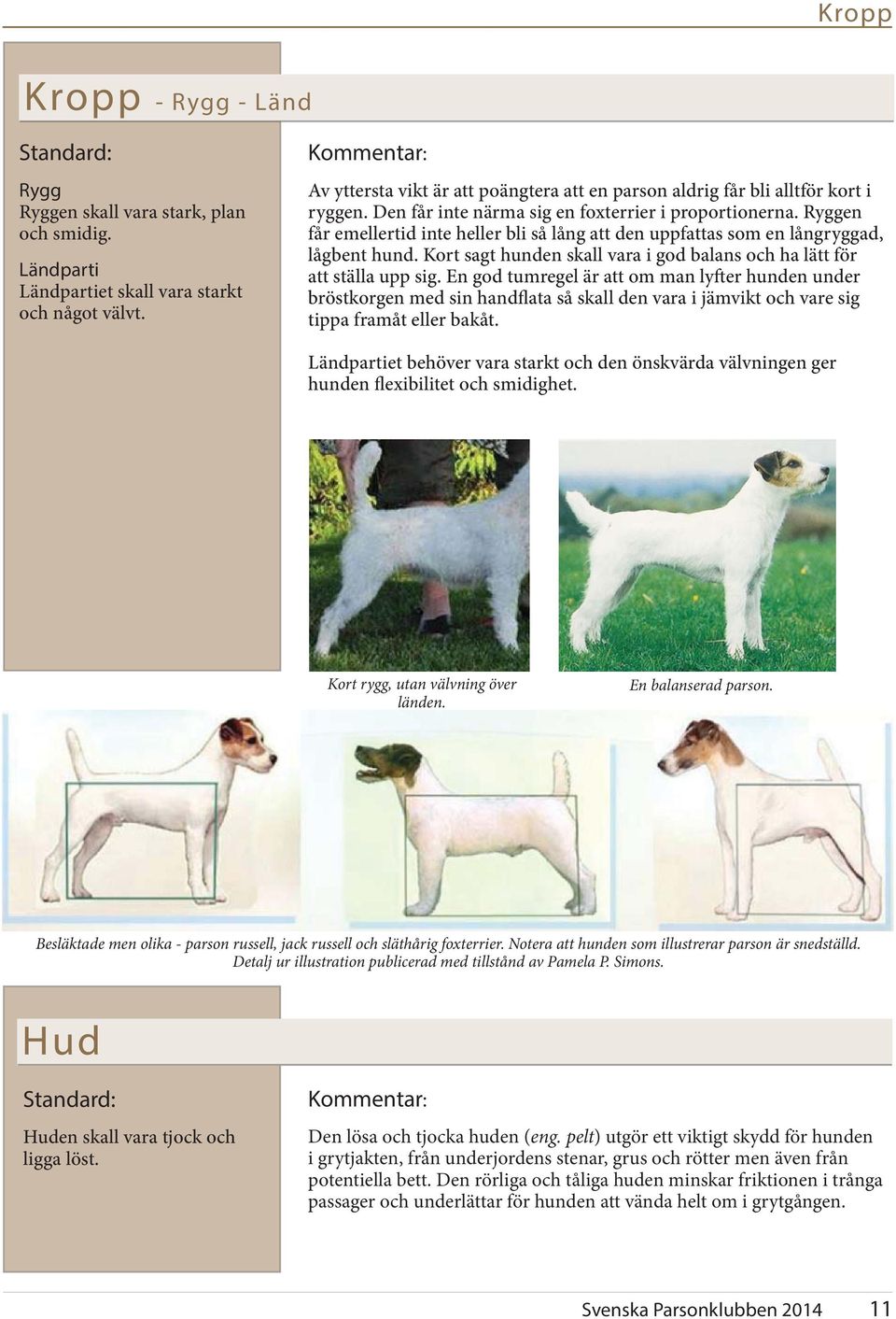 Ryggen får emellertid inte heller bli så lång att den uppfattas som en långryggad, lågbent hund. Kort sagt hunden skall vara i god balans och ha lätt för att ställa upp sig.