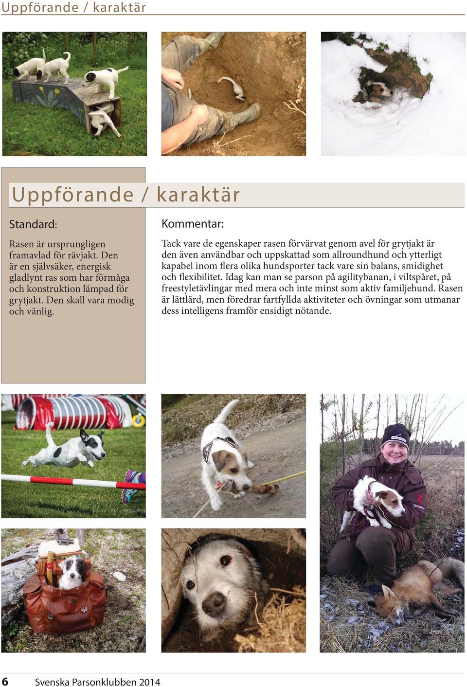 Tack vare de egenskaper rasen förvärvat genom avel för grytjakt är den även användbar och uppskattad som allroundhund och ytterligt kapabel inom flera olika hundsporter tack vare