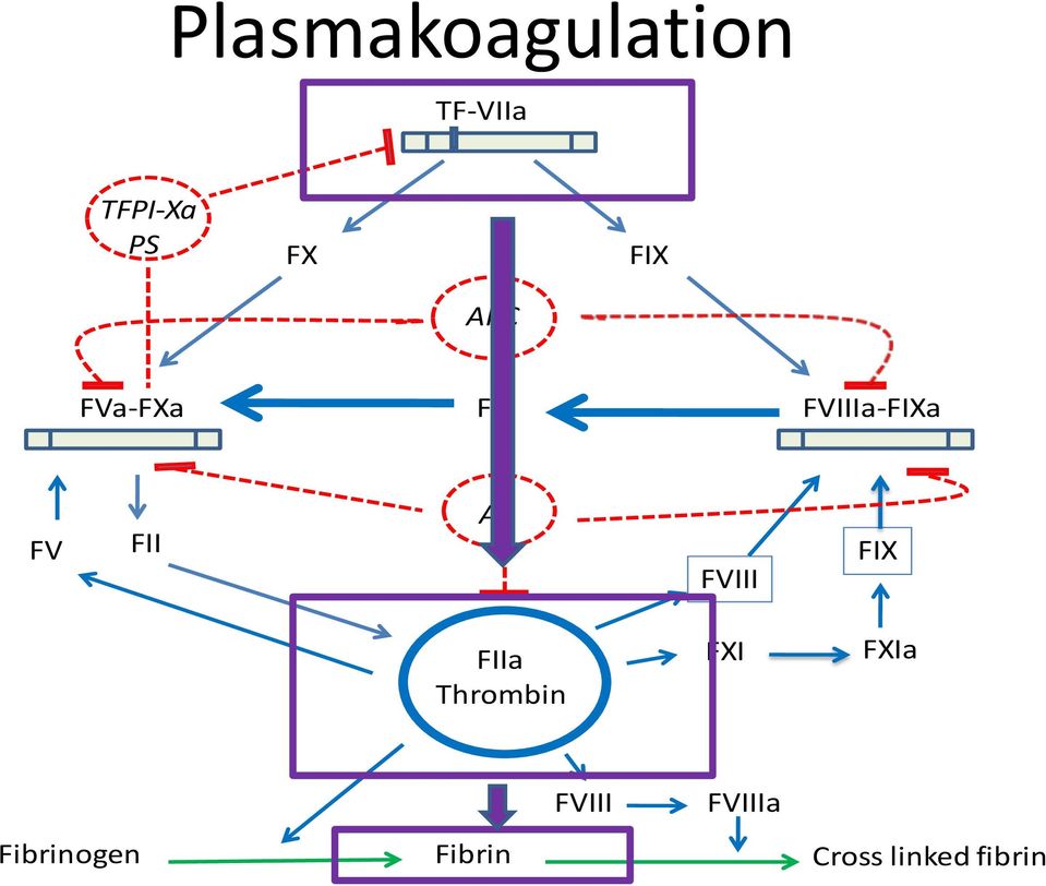 FVIII FIX FIIa Thrombin FXI FXIa FVIII