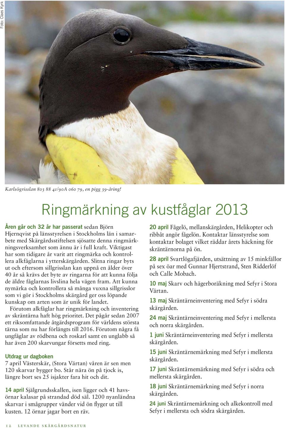 ännu är i full kraft. Viktigast har som tidigare år varit att ringmärka och kontrollera alkfåglarna i ytterskärgården.
