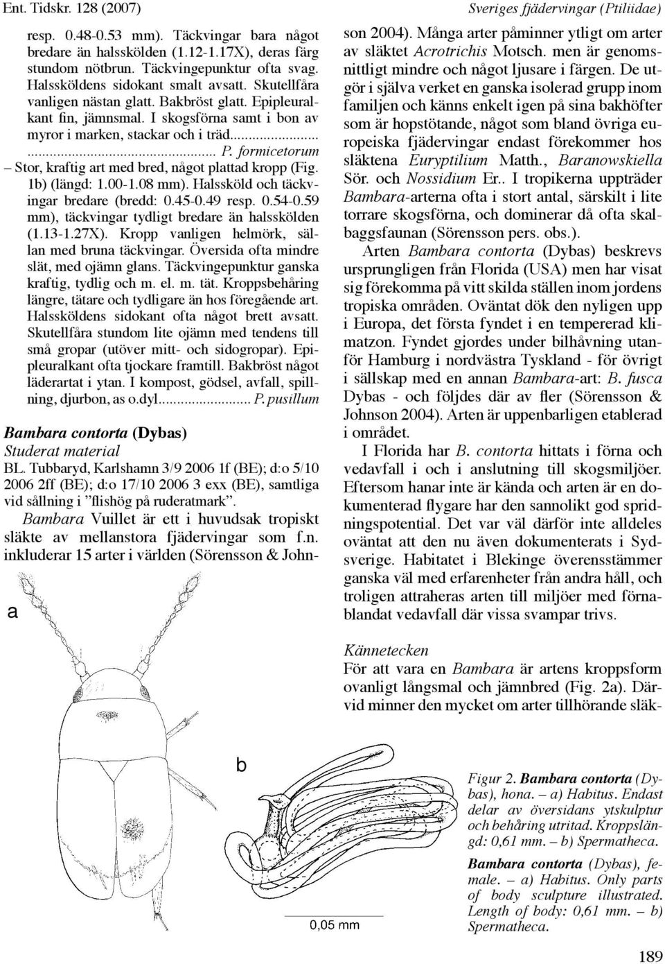 formicetorum Stor, kraftig art med bred, något plattad kropp (Fig. 1b) (längd: 1.00-1.08 mm). Halssköld och täckvingar bredare (bredd: 0.45-0.49 resp. 0.54-0.
