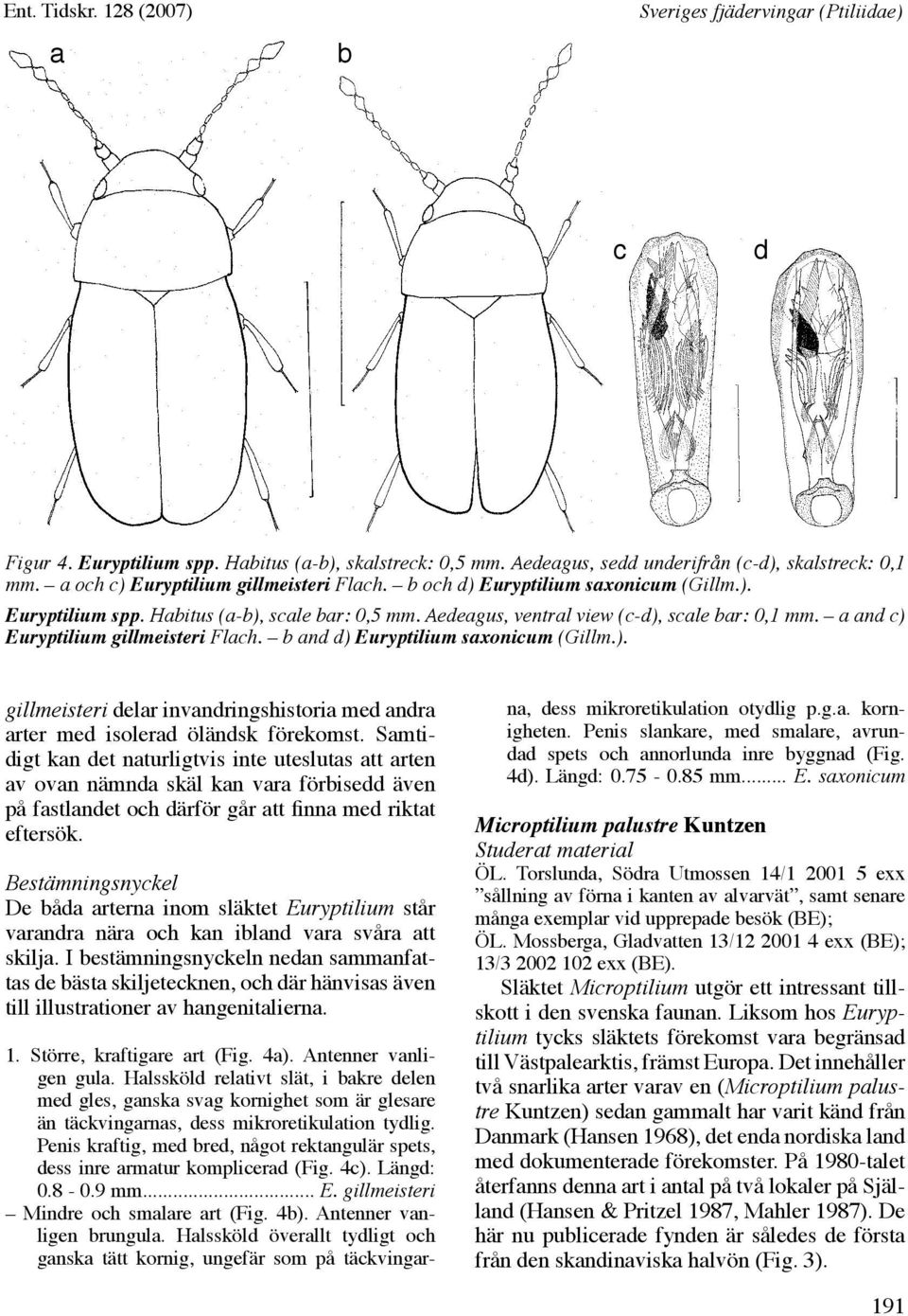 a and c) Euryptilium gillmeisteri Flach. b and d) Euryptilium saxonicum (Gillm.). gillmeisteri delar invandringshistoria med andra arter med isolerad öländsk förekomst.