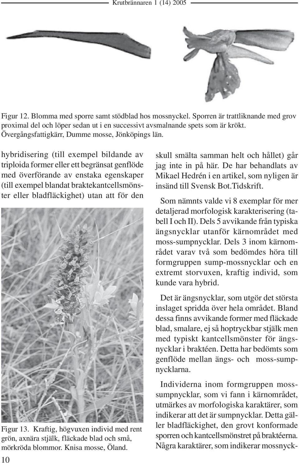 hybridisering (till exempel bildande av triploida former eller ett begränsat genflöde med överförande av enstaka egenskaper (till exempel blandat braktekantcellsmönster eller bladfläckighet) utan att