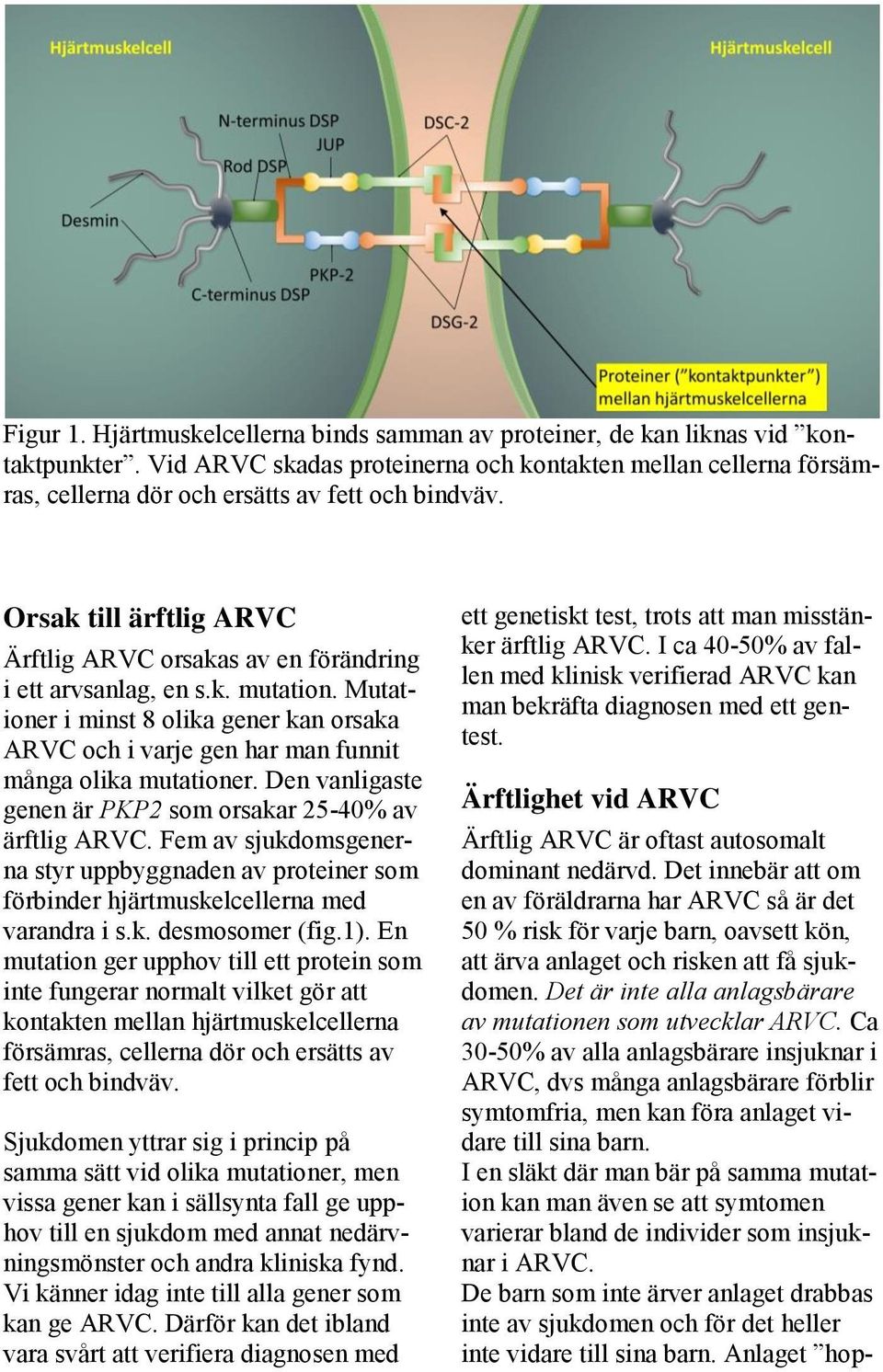 k. mutation. Mutationer i minst 8 olika gener kan orsaka ARVC och i varje gen har man funnit många olika mutationer. Den vanligaste genen är PKP2 som orsakar 25-40% av ärftlig ARVC.