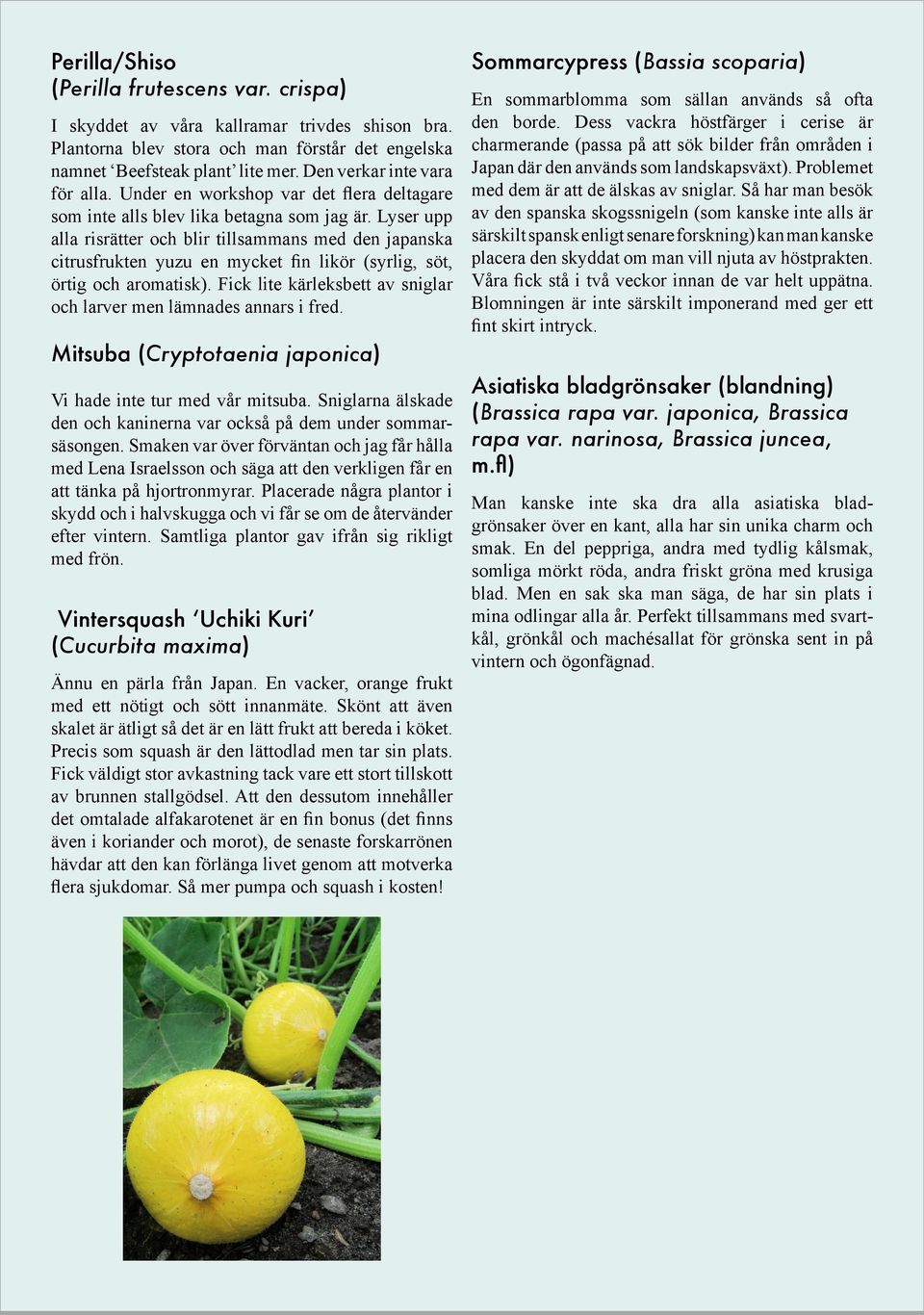 Lyser upp alla risrätter och blir tillsammans med den japanska citrusfrukten yuzu en mycket fin likör (syrlig, söt, örtig och aromatisk).