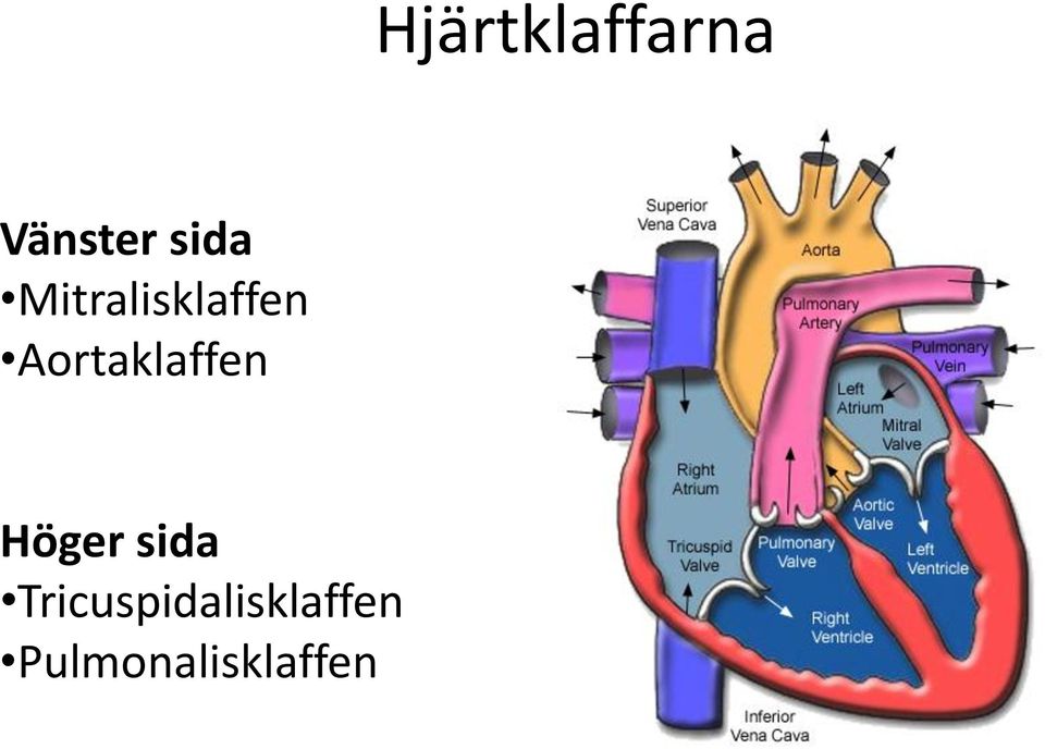 Aortaklaffen Höger sida