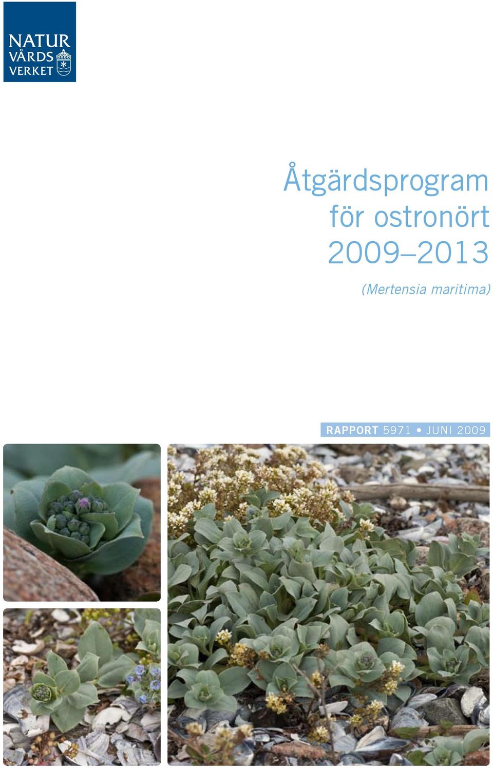 (Mertensia maritima)