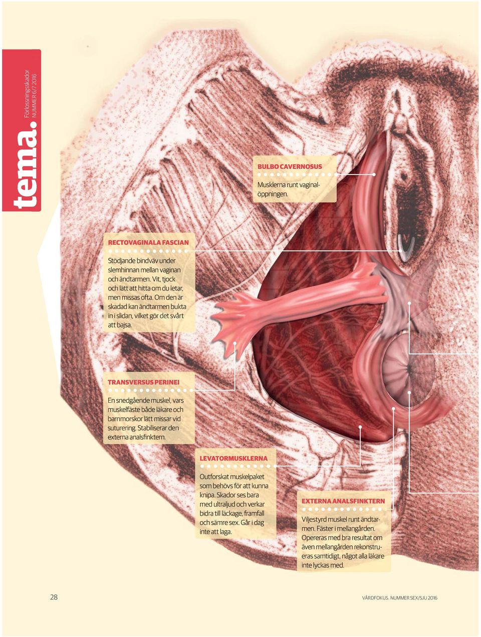 t bajsa. a. TRANSVERSUS PERINEI En snedgående nde muskel, vars muskelfäste både läkare och barnmorskor rsko lätt missar sar vid suturering. ring Stabiliserar iserar den externa analsfinktern.