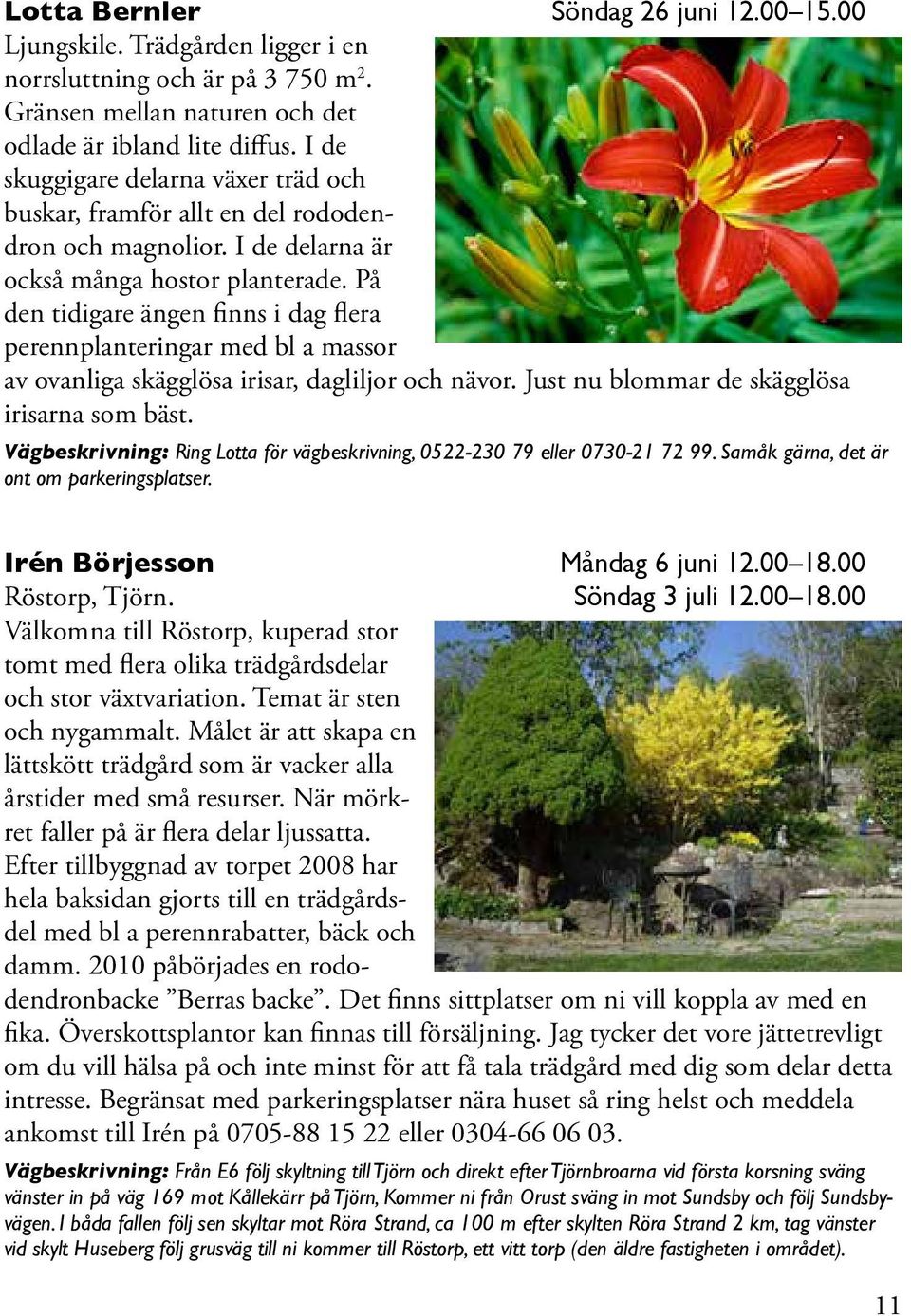 På den tidigare ängen finns i dag flera perennplanteringar med bl a massor av ovanliga skägglösa irisar, dagliljor och nävor. Just nu blommar de skägglösa irisarna som bäst.