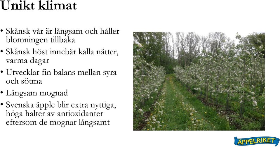 fin balans mellan syra och sötma Långsam mognad Svenska äpple