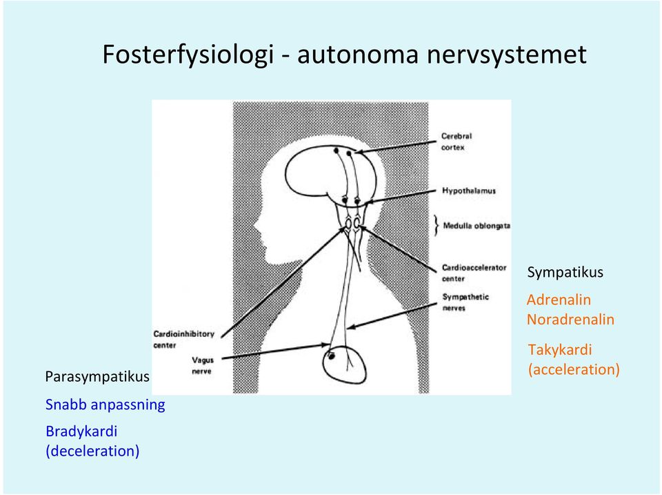 Bradykardi (deceleration) Sympatikus