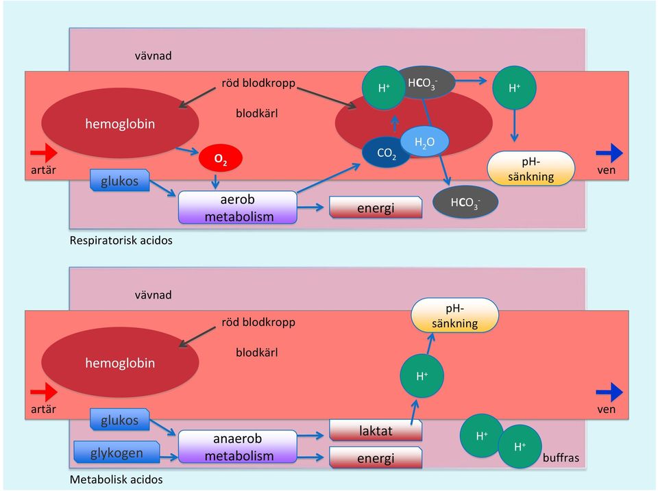 acidos vävnad röd blodkropp phsänkning hemoglobin blodkärl b H + artär