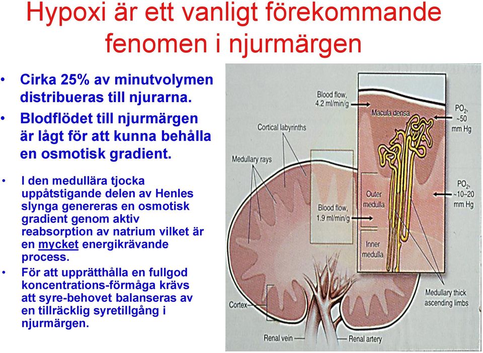 För att upprätthålla en fullgod koncentrations-förmåga krävs att syre-behovet balanseras av en tillräcklig syretillgång i