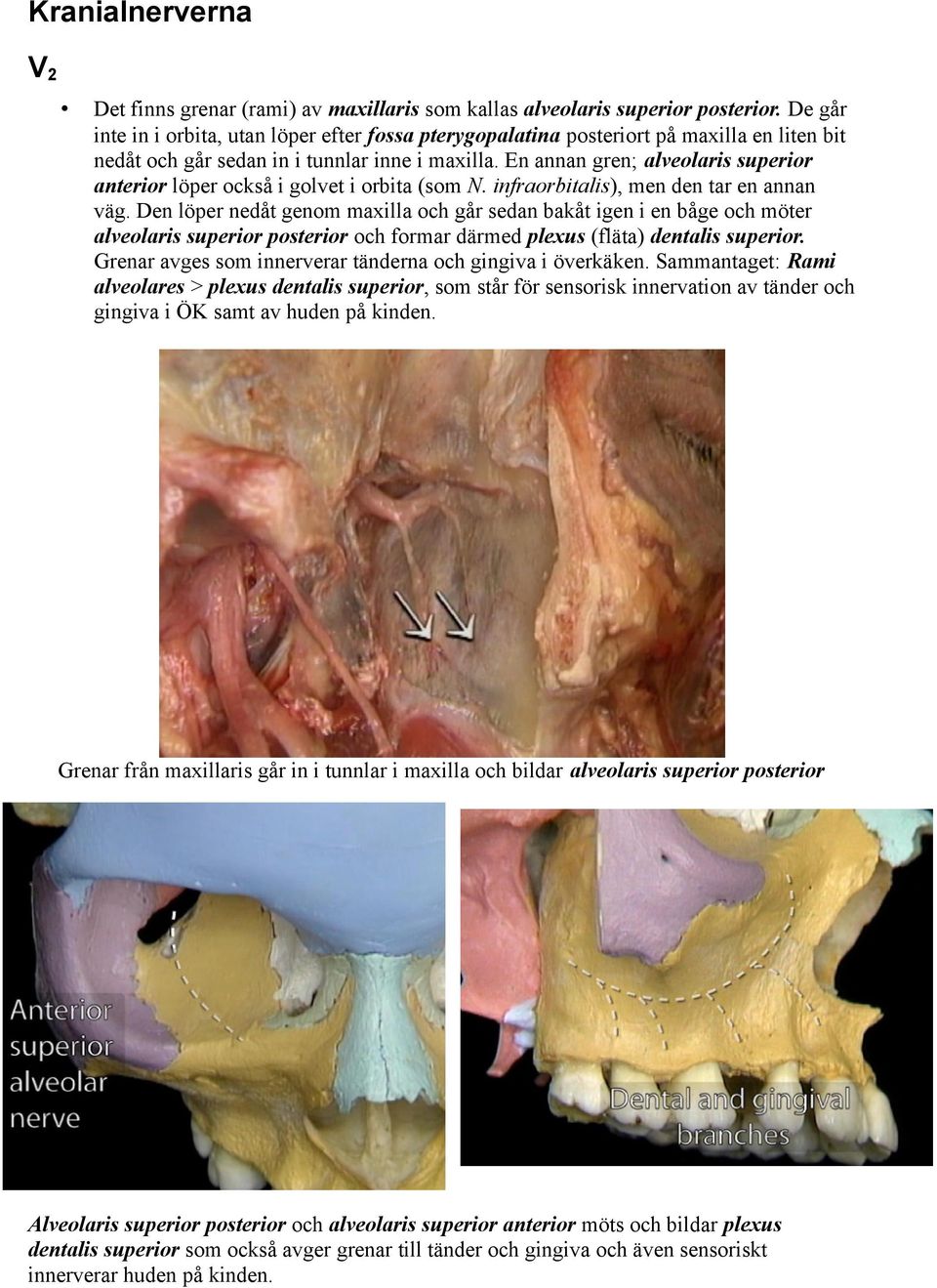 En annan gren; alveolaris superior anterior löper också i golvet i orbita (som N. infraorbitalis), men den tar en annan väg.