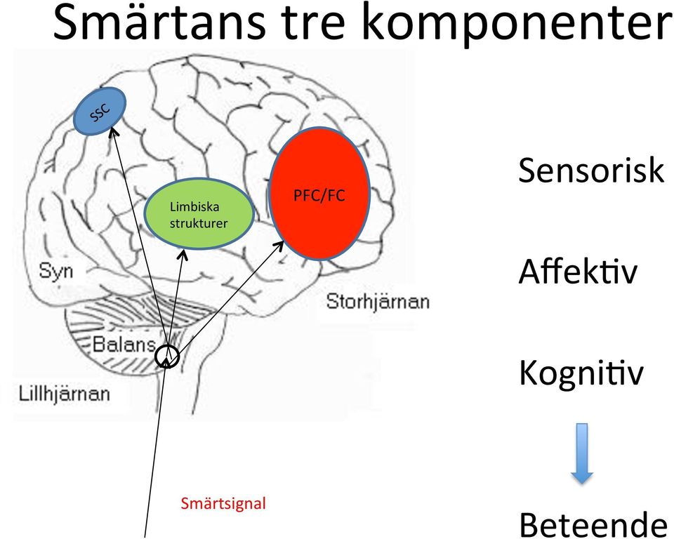 PFC/FC Sensorisk AffekNv