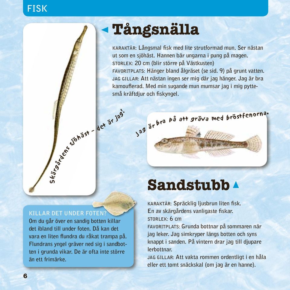 Med min sugande mun mumsar jag i mig pyttesmå kräftdjur och fiskyngel. 6 Skärgårdens sjöhäst det är jag! killar det under foten? Om du går över en sandig botten killar det ibland till under foten.